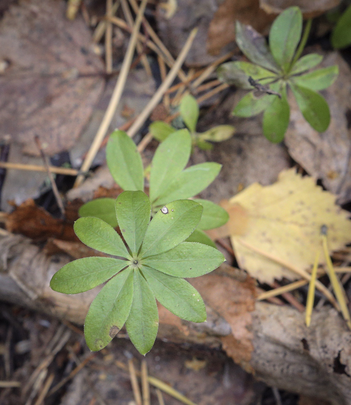 Image of Galium odoratum specimen.