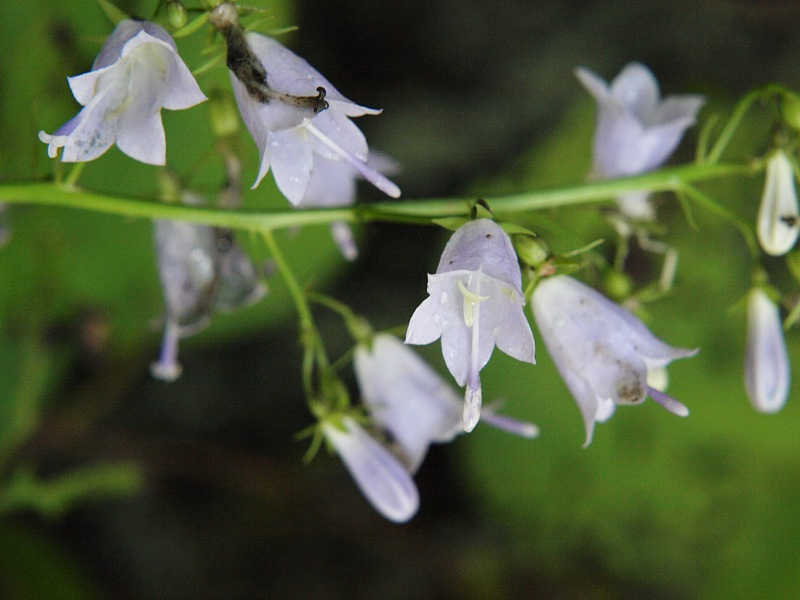 Image of genus Adenophora specimen.