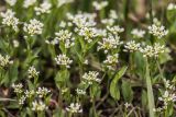 Microthlaspi perfoliatum