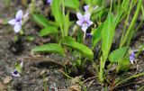 Viola prionantha. Цветущие растения. Приморский край, г. Находка, на откосе у дороги. 02.05.2022.