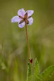 Erodium cicutarium. Верхушка цветущего растения. Калмыкия, Целинный р-н, окр. пос. Хар-Булук, памятник природы \"Одинокий тополь\", степь. 18.04.2022.