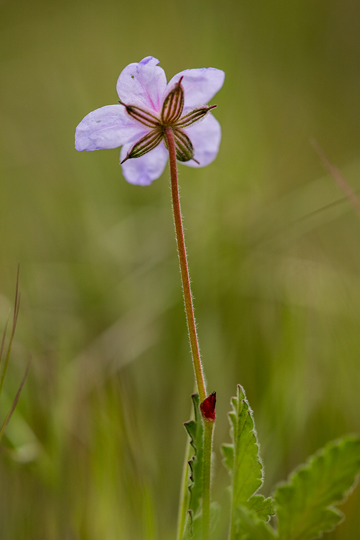 Image of Erodium cicutarium specimen.