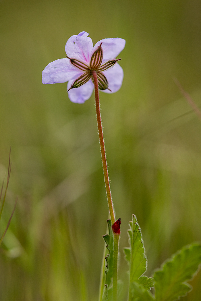 Изображение особи Erodium cicutarium.