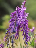 Vicia tenuifolia. Соцветия с цветками и завязавшимися плодами. Узбекистан, Ташкентская обл., южный склон Чаткальского хребта, бассейн р. Ахангаран, ур. Каттасай, турбаза \"Янгиабад\", около 1500 м н.у.м., на горнолыжной трассе. 18.05.2022.