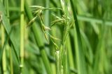 familia Poaceae. Развивающееся соцветие. Калужская обл., Боровский р-н, окр. дер. Чёлохово, высота 200 м н.у.м, сенокосный луг на старой залежи, недалеко от сарая, в 10 м от разделяющей луг на старой залежи и пашню узкой лесополосы. 8 июня 2022 г.