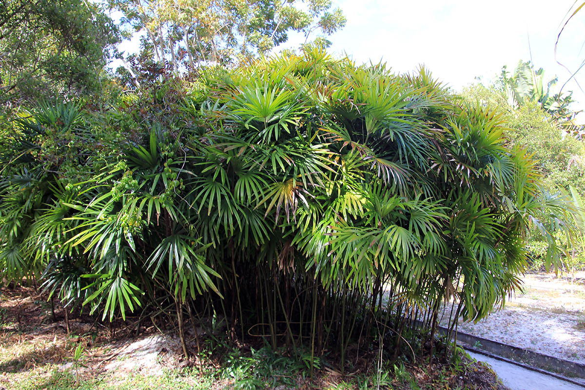 Image of genus Rhapis specimen.