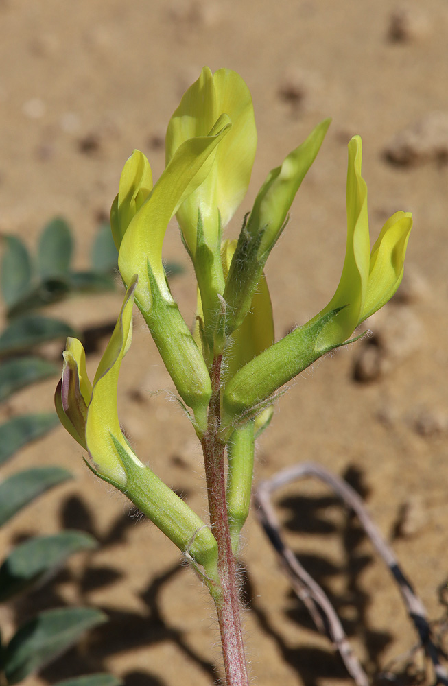Изображение особи Astragalus longipetalus.
