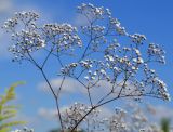 Gypsophila paniculata. Часть соцветия. Тульская обл., Плавский р-н, окр. пос. Молочные Дворы, луг. 24.07.2022.