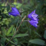 Campanula persicifolia. Соцветие. Пермский край, Оханский р-н, Тулумбаихинское сельское поселение, Кунчурихинский бор, разнотравный луг. 30.07.2022.