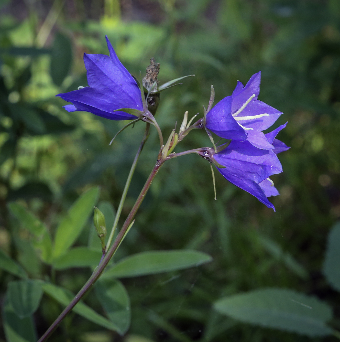 Изображение особи Campanula persicifolia.