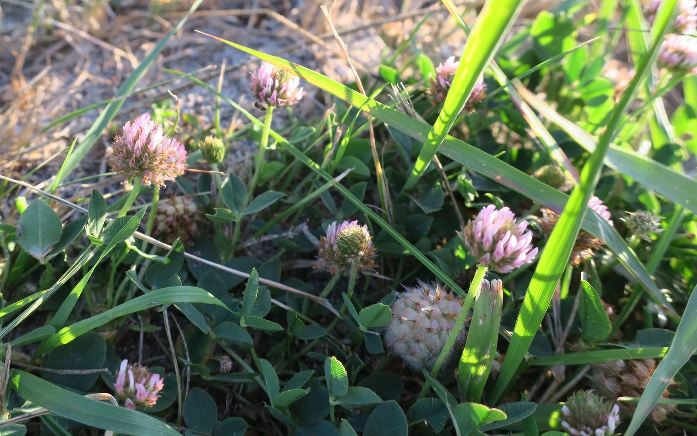 Image of Trifolium fragiferum specimen.