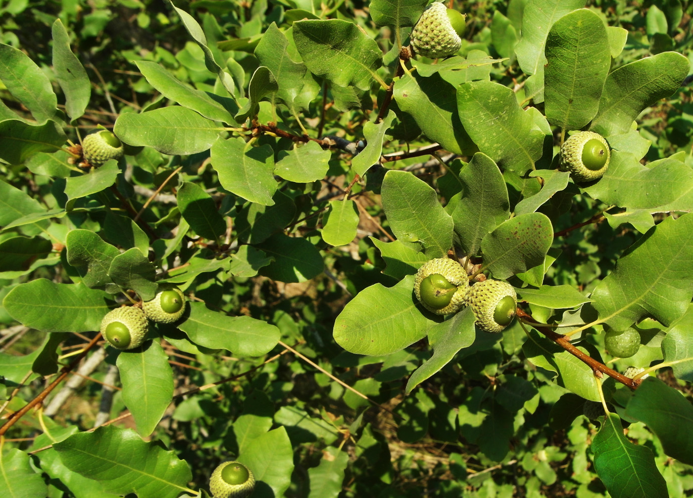 Image of Quercus infectoria ssp. veneris specimen.