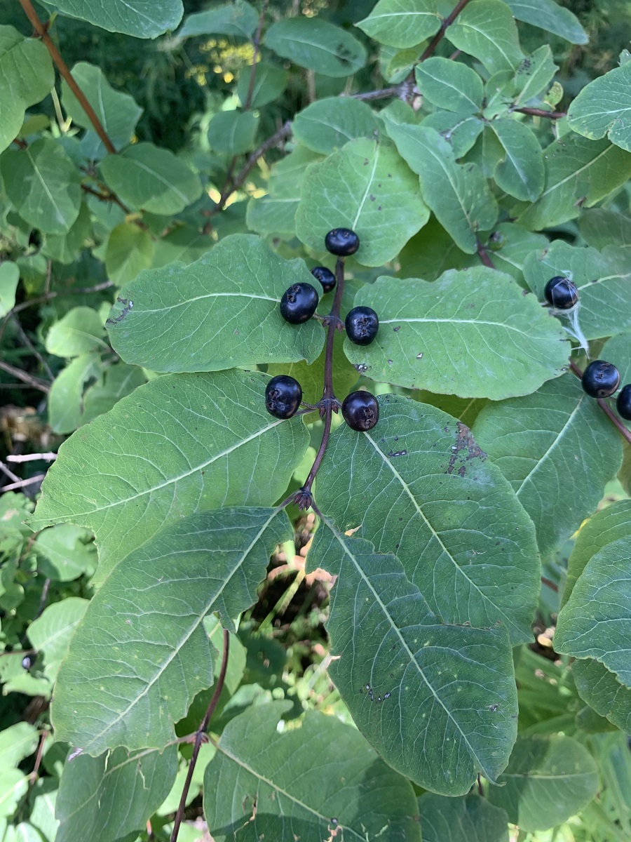 Image of Lonicera orientalis specimen.