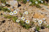 Tripleurospermum caucasicum