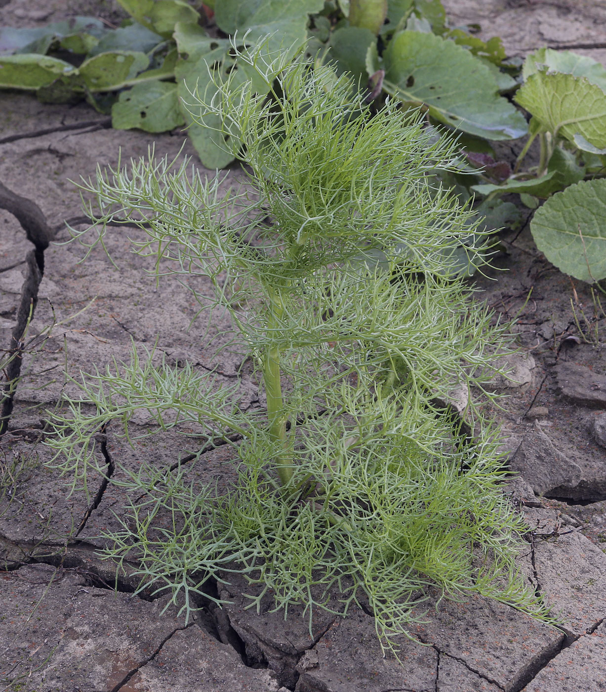 Изображение особи Tripleurospermum inodorum.