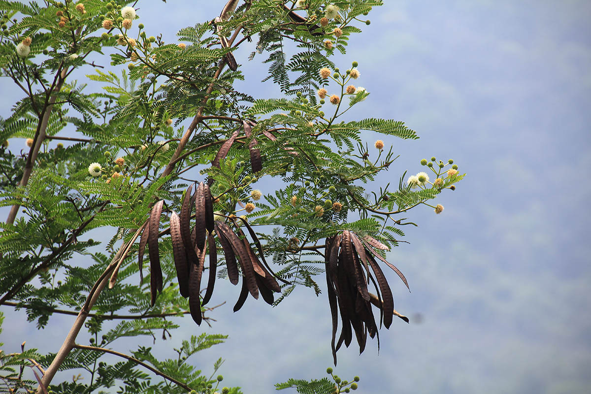 Изображение особи Leucaena leucocephala.