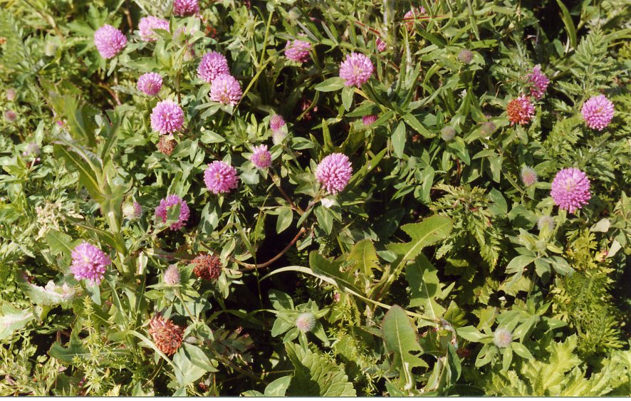 Изображение особи Trifolium pratense.