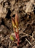 Hypericum ascyron