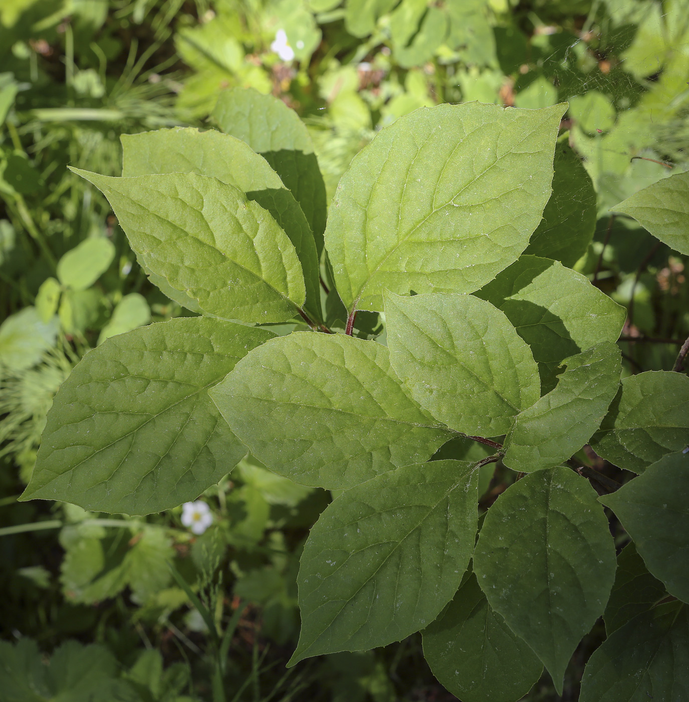 Изображение особи Schisandra chinensis.