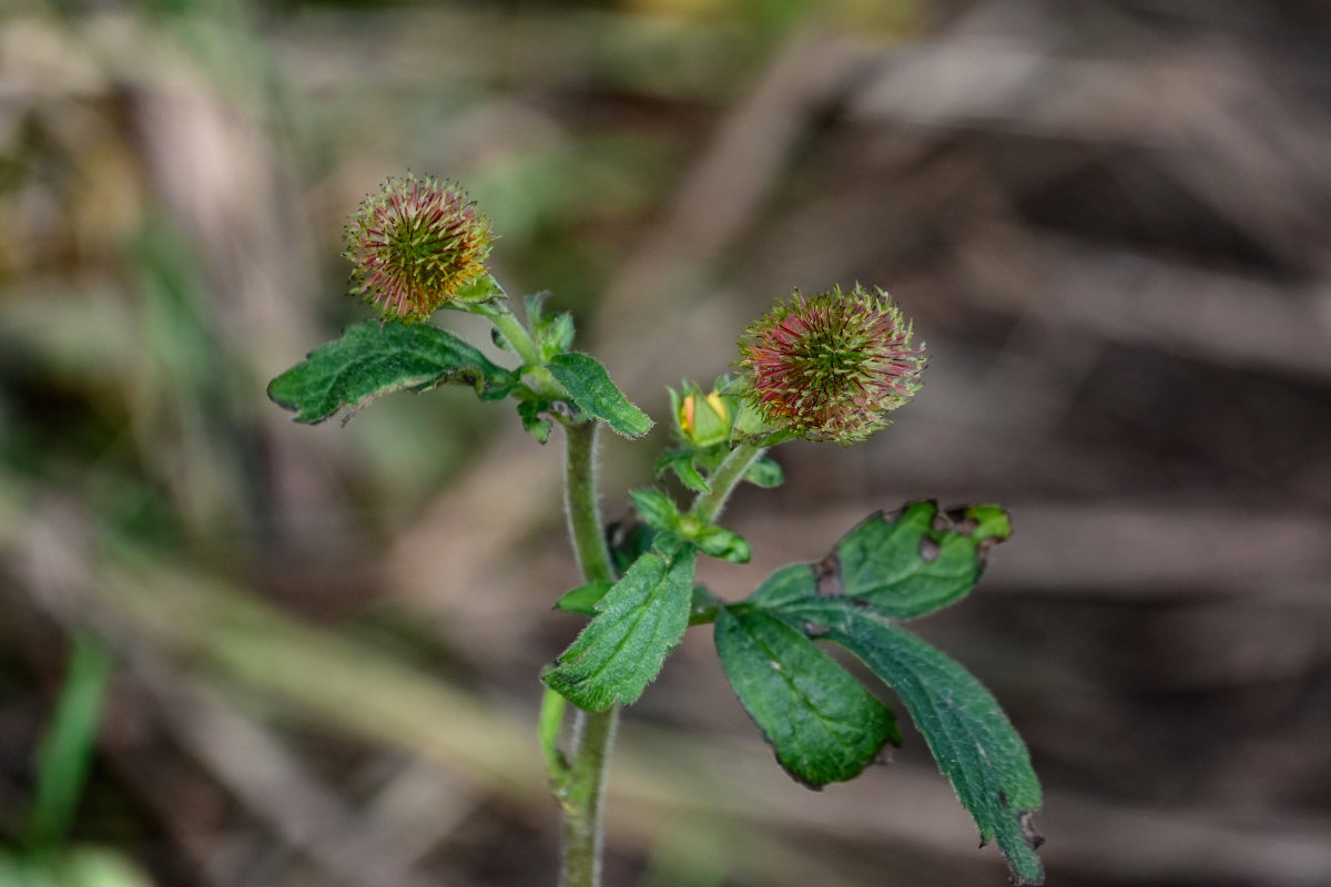 Изображение особи Geum aleppicum.