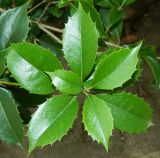 Osmanthus × fortunei. Верхушка побега. Крым, городской округ Ялта, пгт Гурзуф, санаторий \"Гурзуфский\", парк. Июль 2022 г.