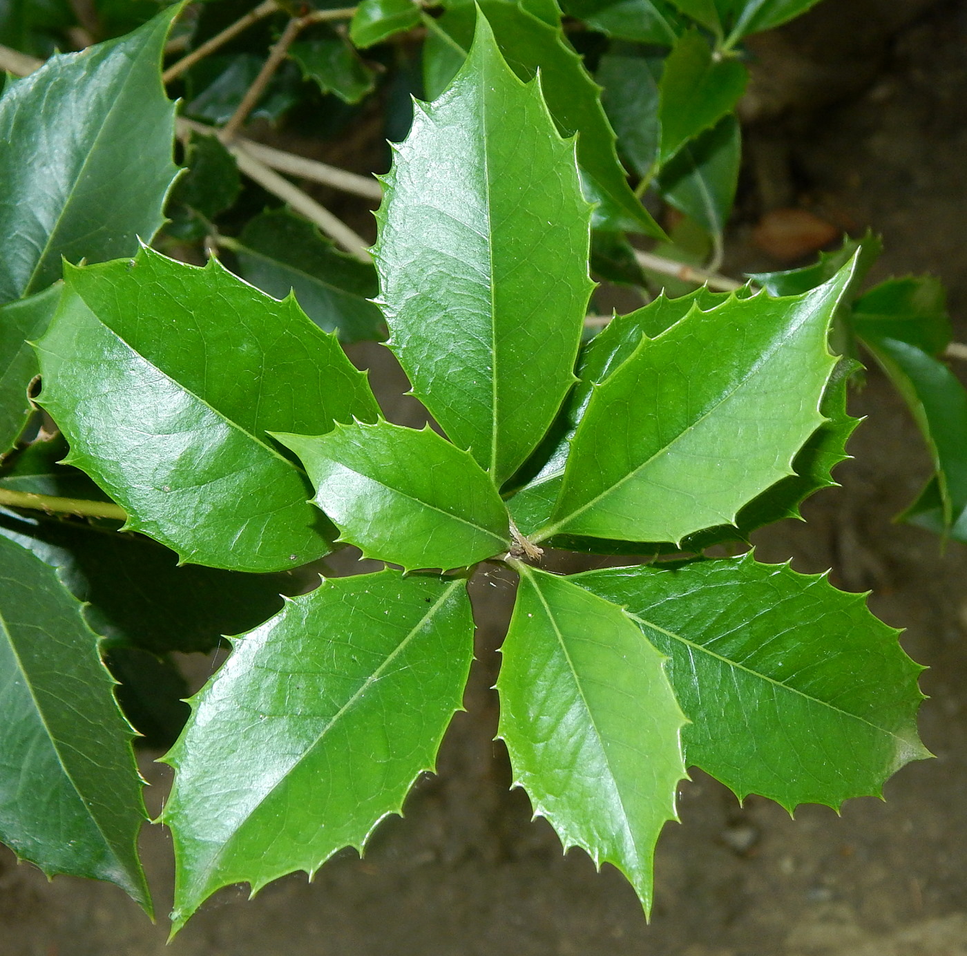 Image of Osmanthus &times; fortunei specimen.