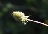 Scabiosa bipinnata