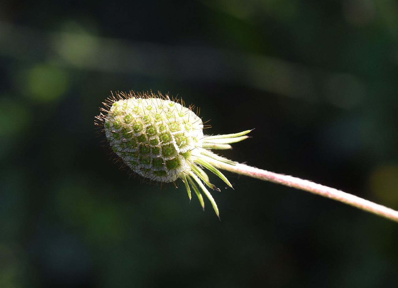Image of Scabiosa bipinnata specimen.