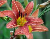 Hemerocallis × hybrida. Цветок с каплями дождя на лепестках. Московская обл., Раменский р-н, окр. дер. Хрипань, садовый участок. 21.07.2022.