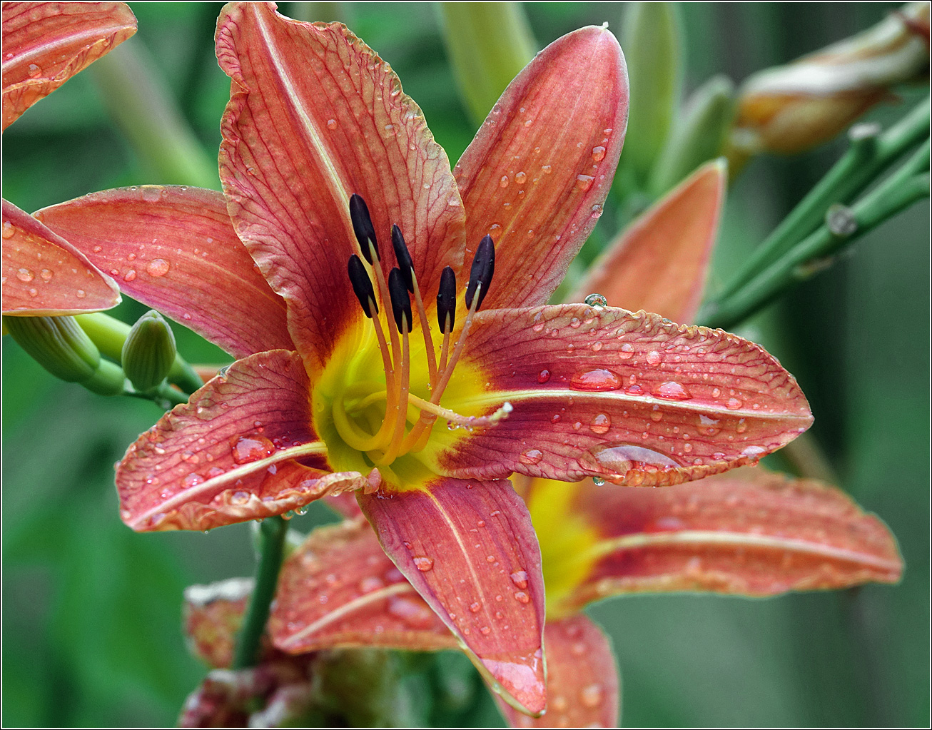 Image of Hemerocallis &times; hybrida specimen.