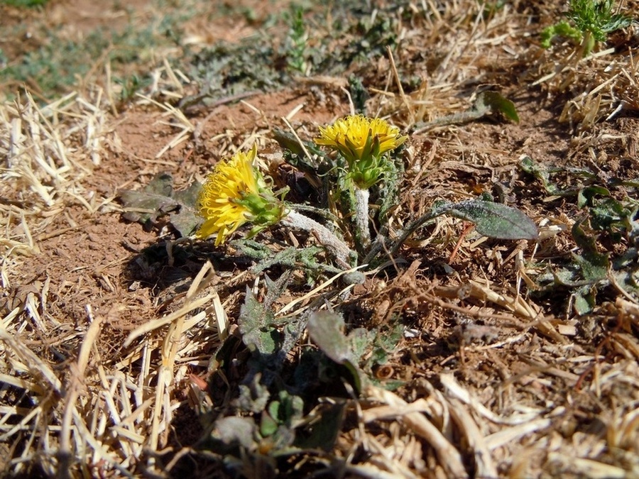 Image of genus Taraxacum specimen.