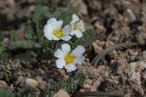 Callianthemum alatavicum