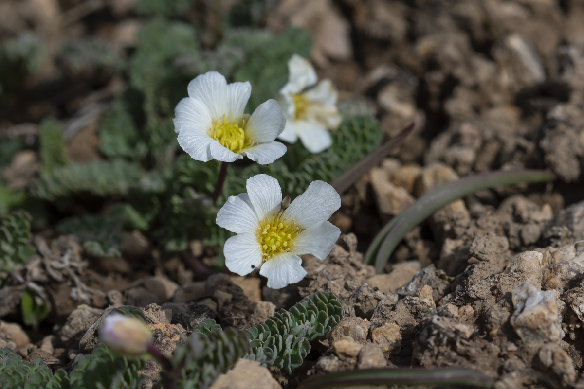 Изображение особи Callianthemum alatavicum.