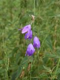 Campanula rapunculoides. Верхушка цветущего растения. Республика Ингушетия, Джейрахский р-н, ур. Нижний Кяхк, луг, обочина грунтовой дороги. 21 июля 2022 г.