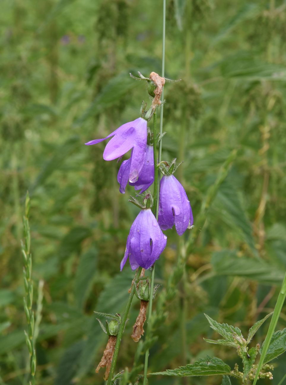 Image of Campanula rapunculoides specimen.