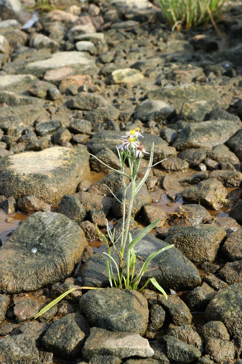 Изображение особи Tripolium pannonicum ssp. tripolium.