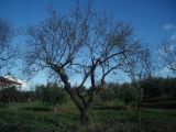 Amygdalus communis