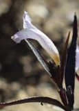 Strobilanthes anisophylla. Цветок ('Brunetthy'). Испания, автономное сообщество Каталония, провинция Жирона, комарка Баш-Эмпорда, муниципалитет Палафружель, ботанический сад \"Кап-Роч\". 19.03.2023.