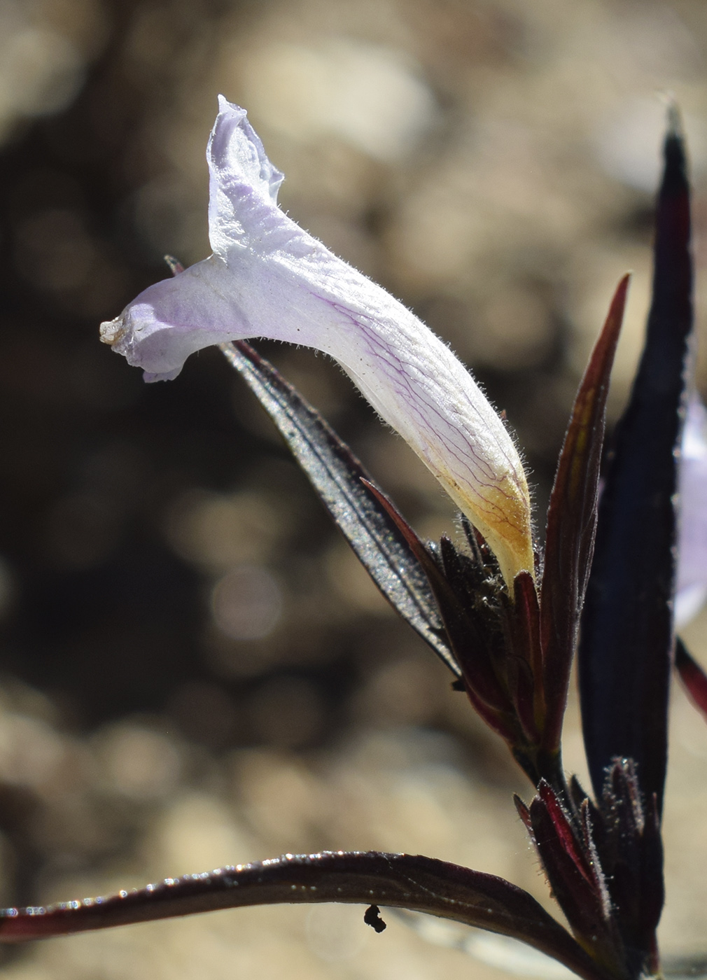 Image of Strobilanthes anisophylla specimen.