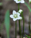 Parnassia palustris. Цветок. Хабаровский край, р-н им. Полины Осипенко, долина р. Гремячий Лог, заболоченный участок на берегу реки. 18.07.2021.