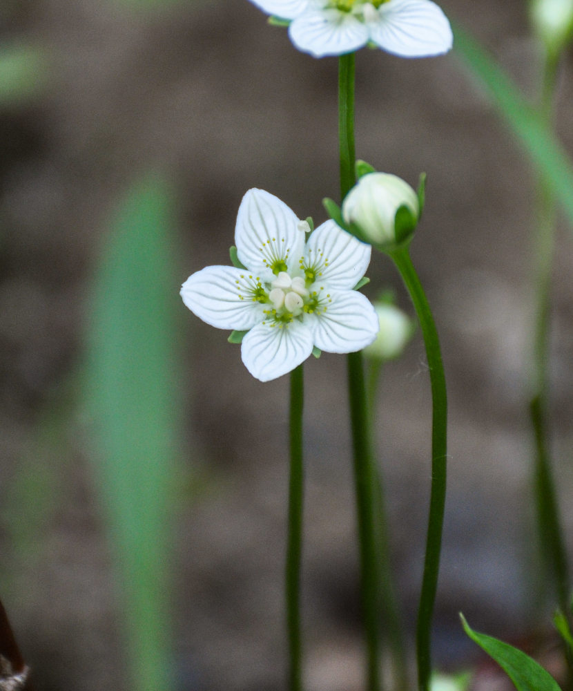 Изображение особи Parnassia palustris.