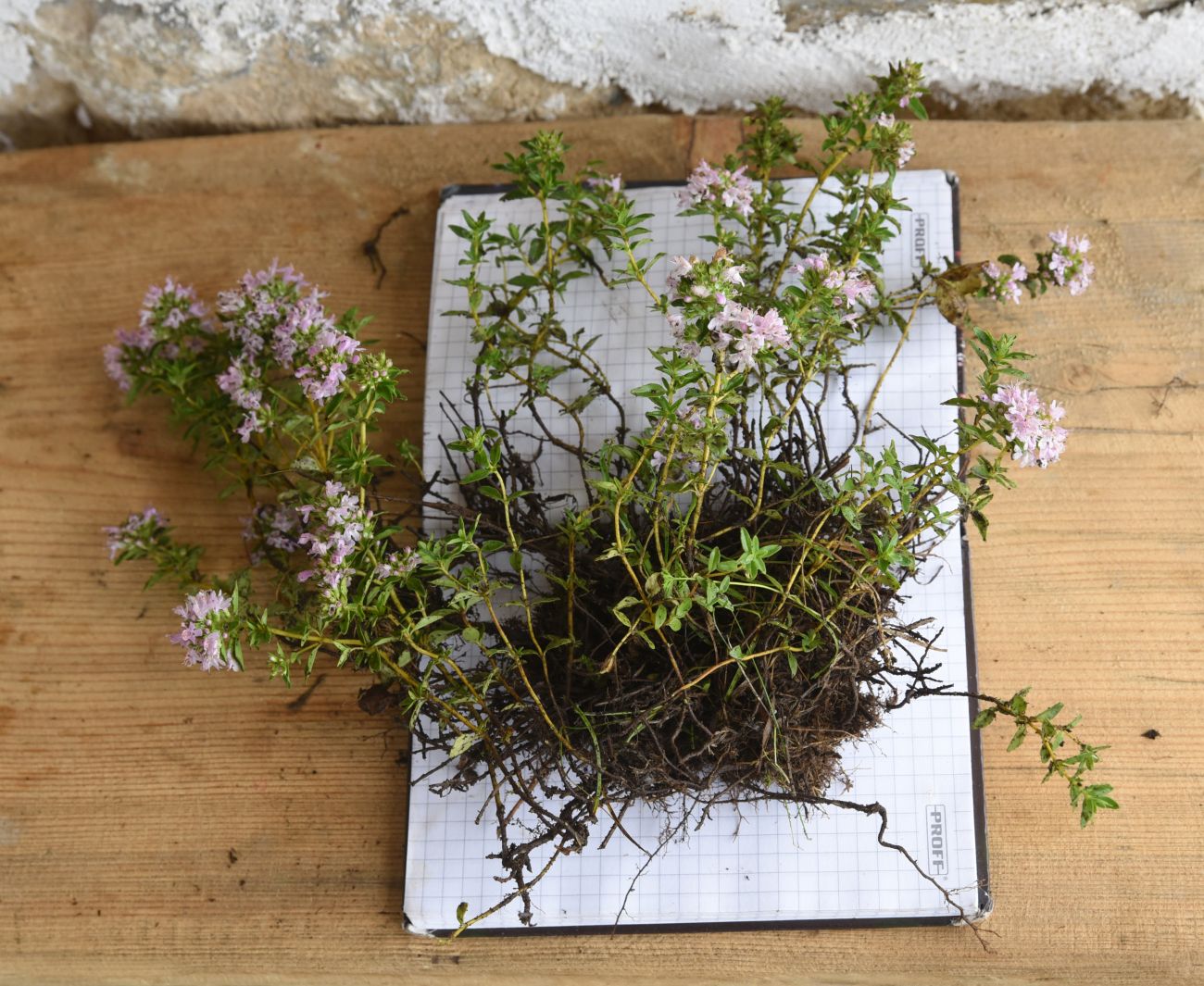 Изображение особи Thymus nummularius.