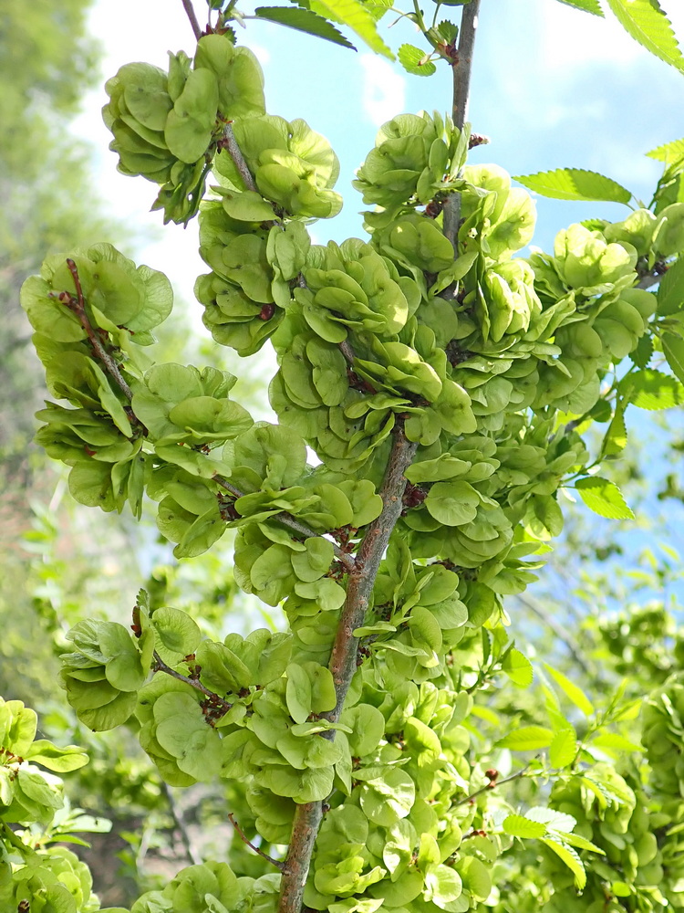 Image of Ulmus pumila specimen.