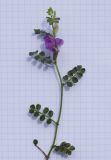 Vicia pyrenaica