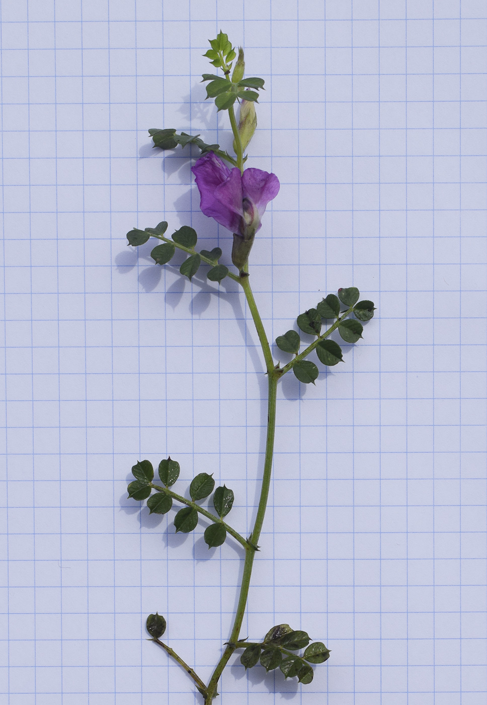 Изображение особи Vicia pyrenaica.