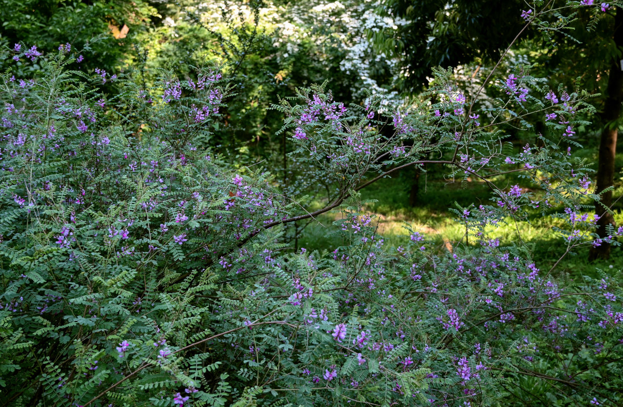 Изображение особи Indigofera heterantha.