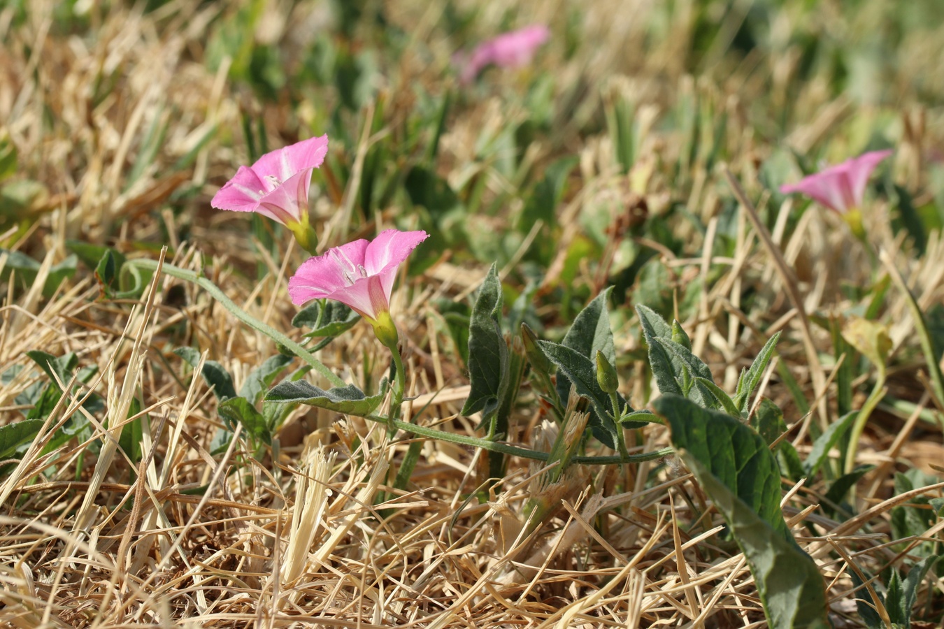 Изображение особи Convolvulus arvensis.