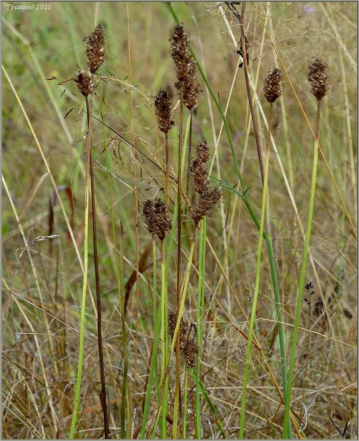 Изображение особи Plantago lanceolata.