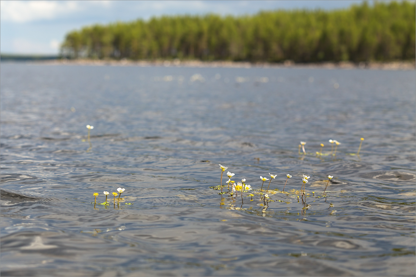 Image of Ranunculus schmalhausenii specimen.