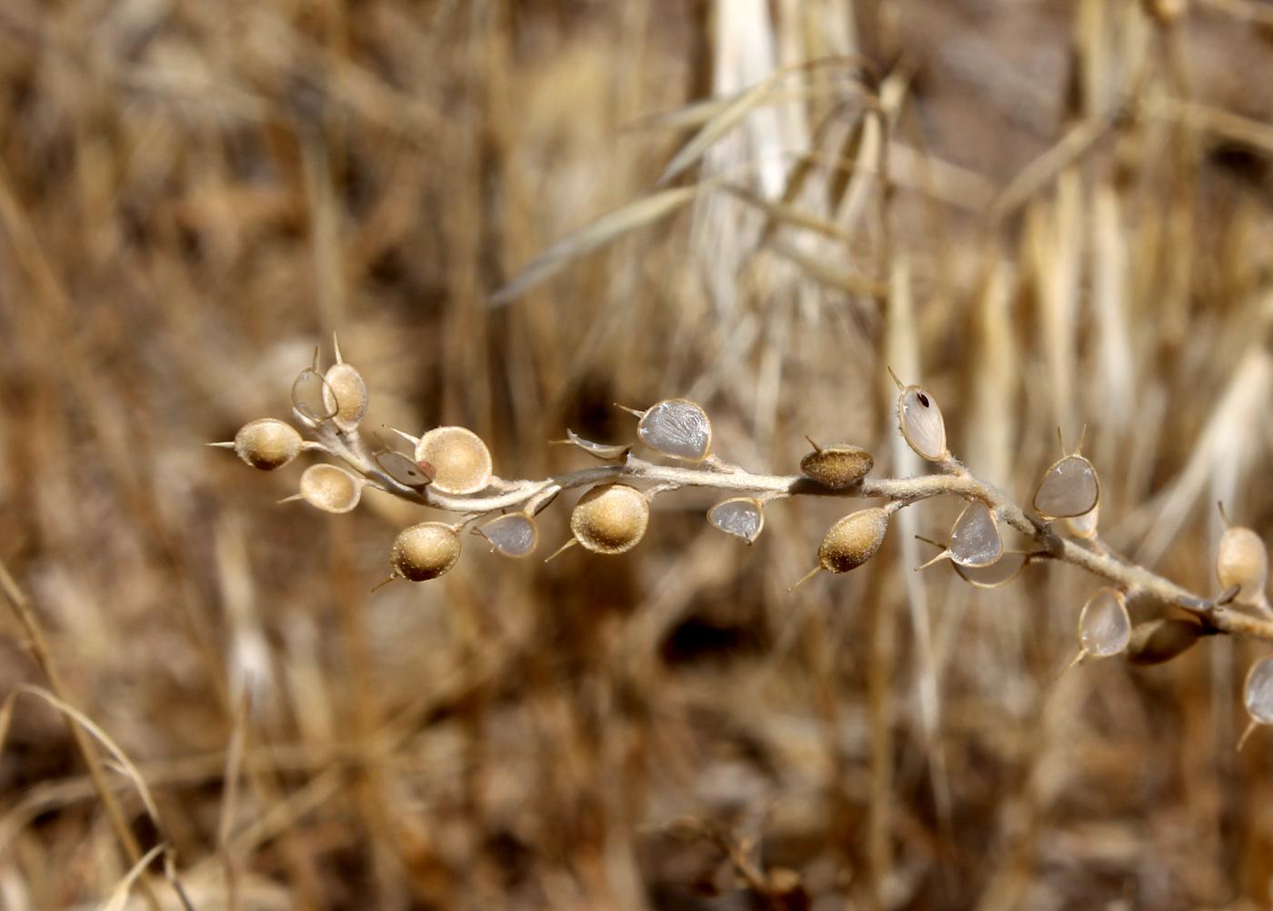 Image of Alyssum dasycarpum specimen.